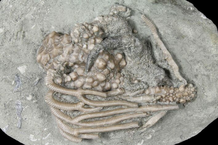 Crinoid (Actinocrinites) Crown With Starfish - Crawfordsville #132445